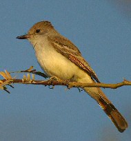 ash-throated flycatcher